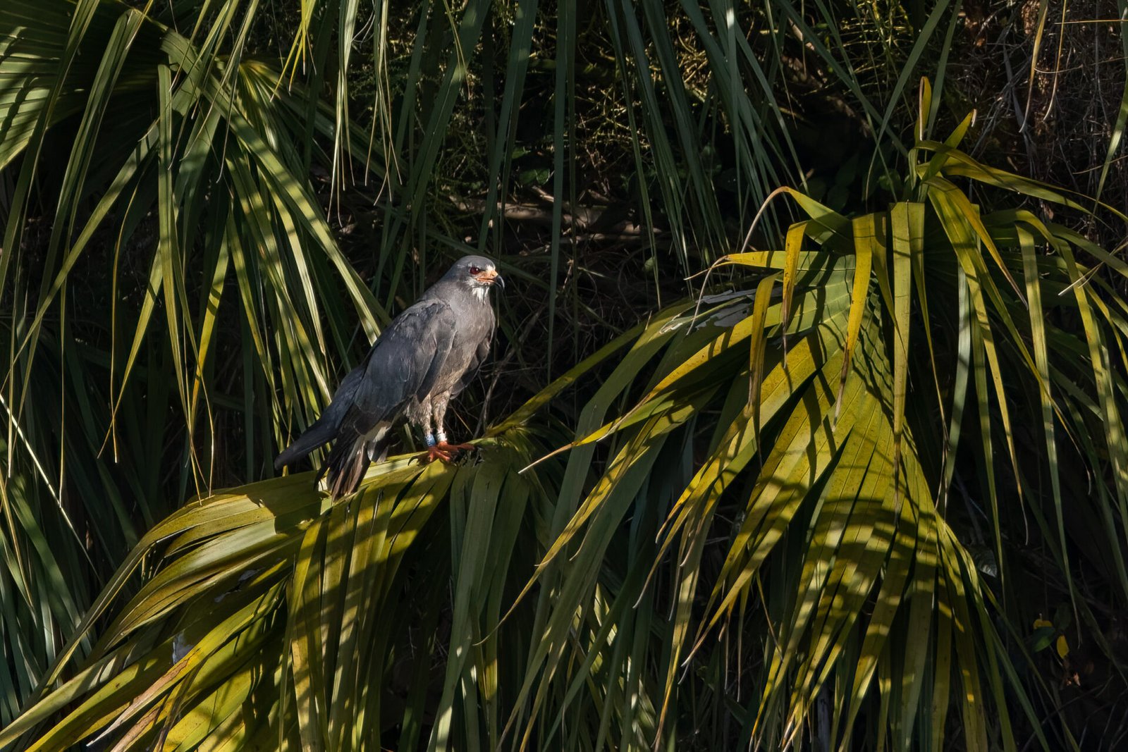 Snail Kite Male Perched In Palm Tree