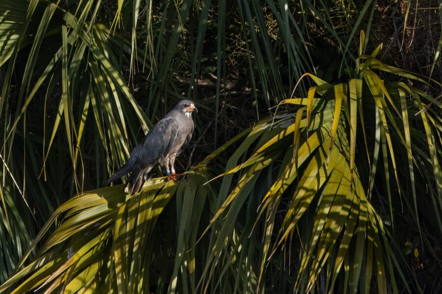 Snail Kite Male Perched In Palm Tree