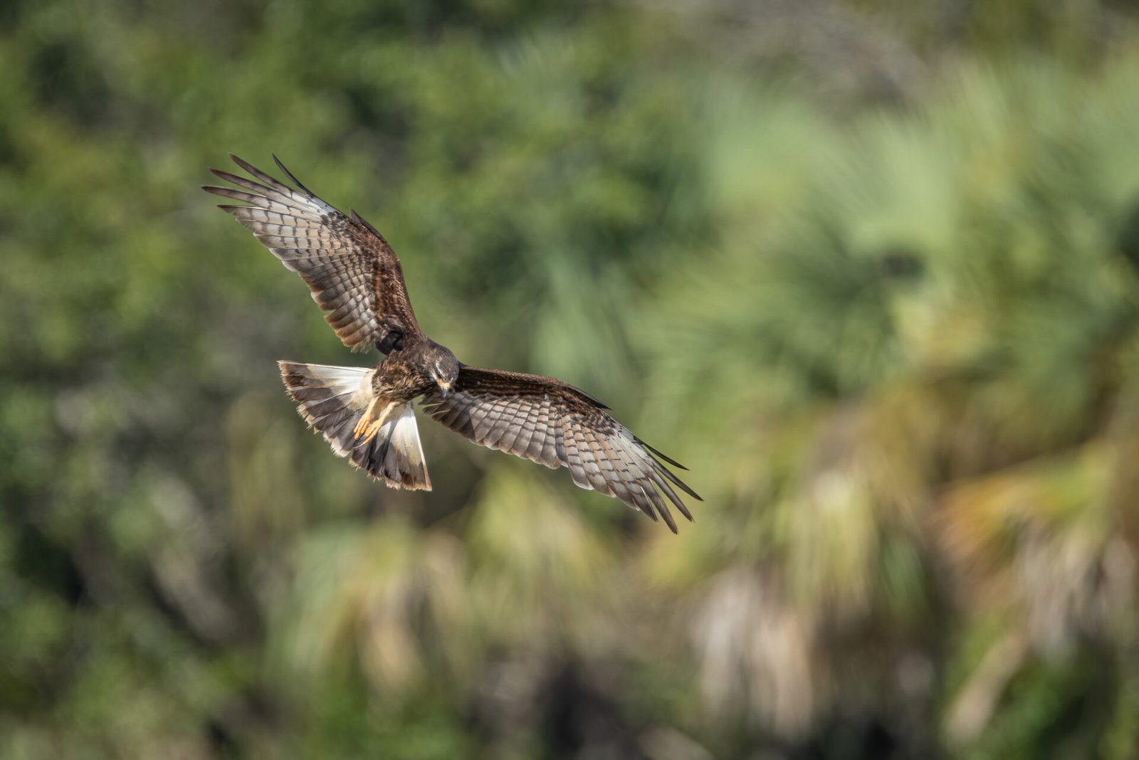 Snail Kite Female Circling