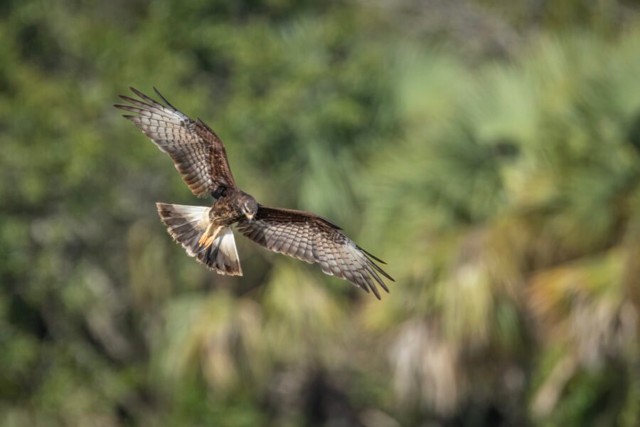 Snail Kite Female Circling