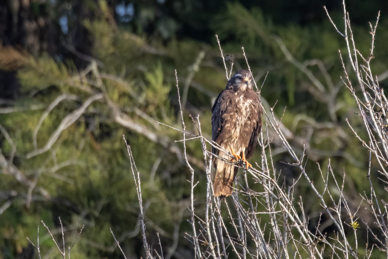 Snail Kite Female Perched In Tree