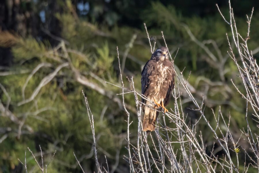Snail Kite Female Perched In Tree