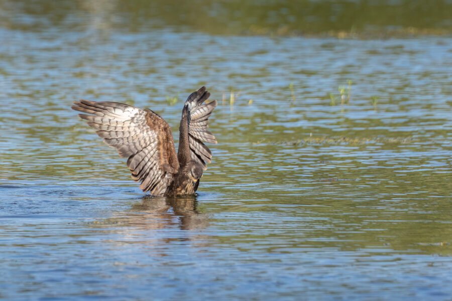 Snail Kite Female Plunged In Water