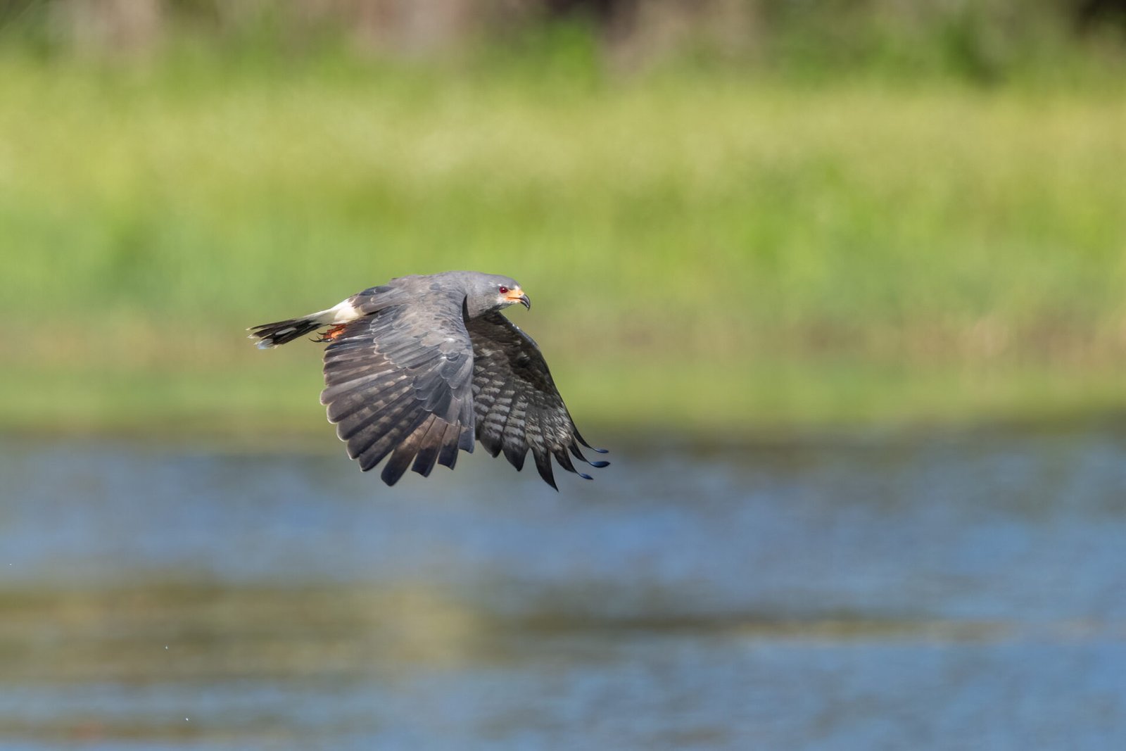 Snail Kite Male Flying By Looking For Snails