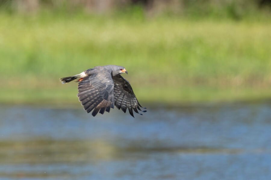Snail Kite Male Flying By Looking For Snails