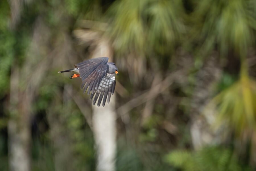 Snail Kite Male Flying By To Right Looking For Snails