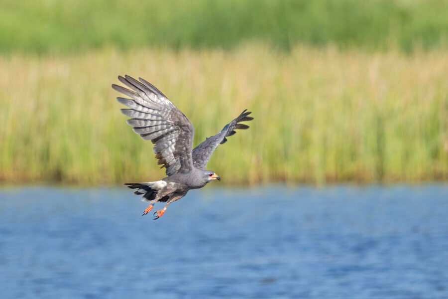 Snail Kite Male Flying Off After Missing Snail