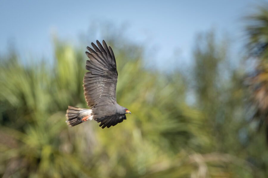 Snail Kite Male Gliding By To Right