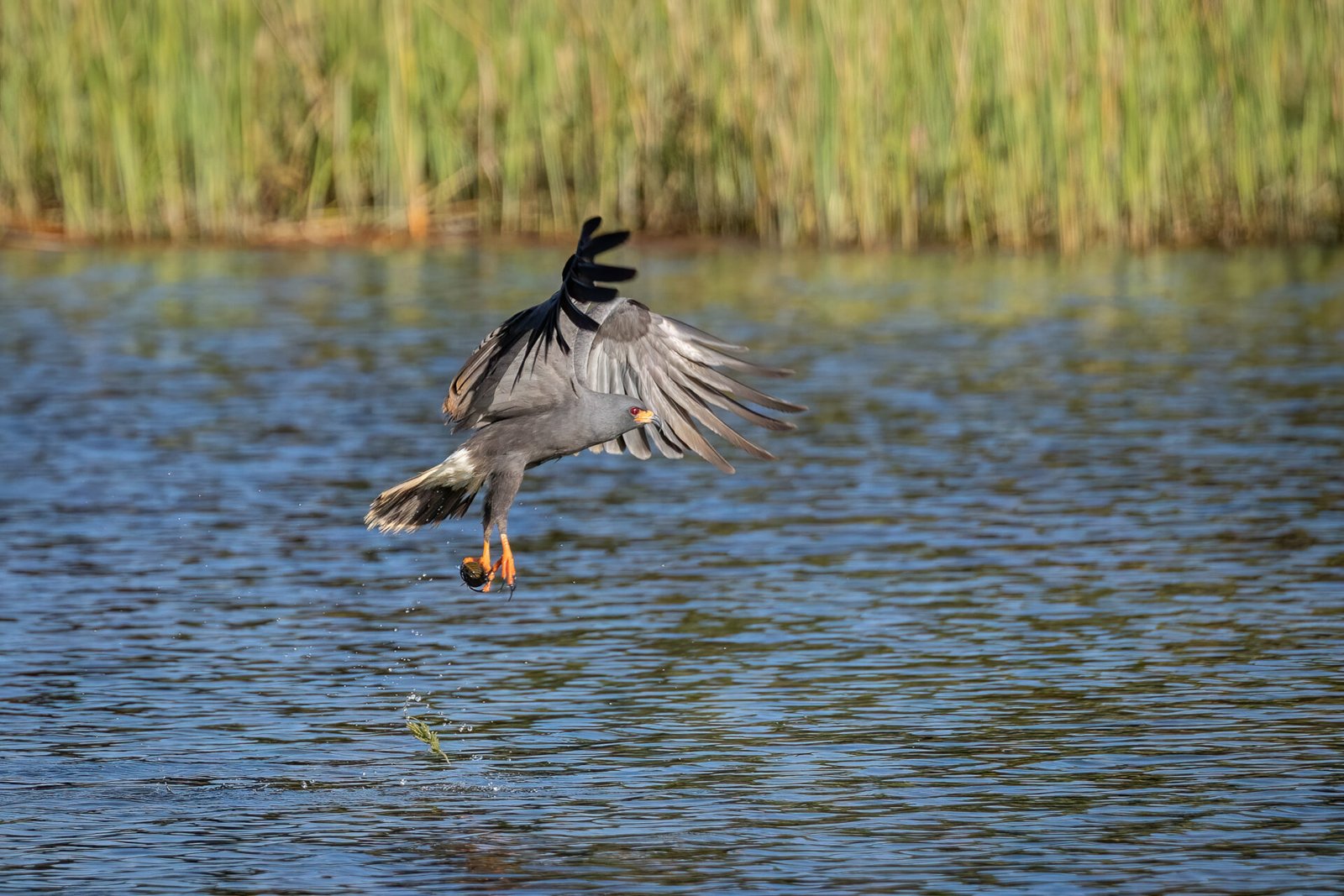 Snail Kite Male Lifting Off To Right With Snail