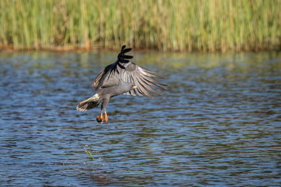 Snail Kite Male Lifting Off To Right With Snail
