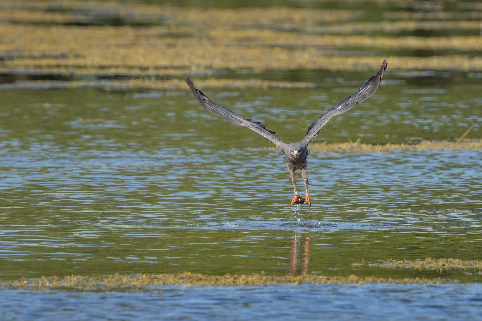 Snail Kite Male Lifting Off Toward Shore With Snail