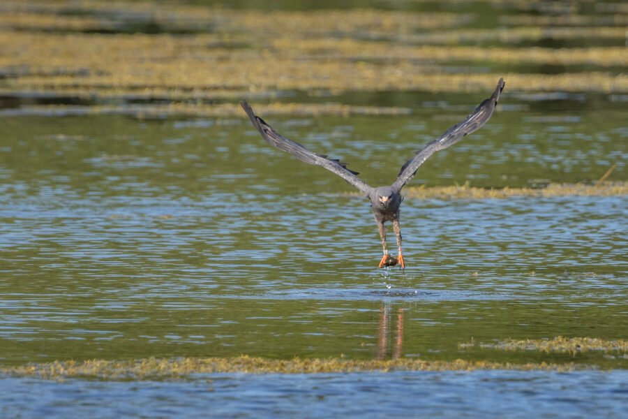 Snail Kite Male Lifting Off Toward Shore With Snail