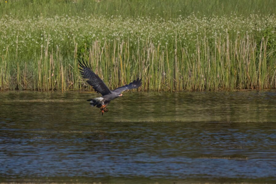 Snail Kite Male Lifting Off With Two Snails