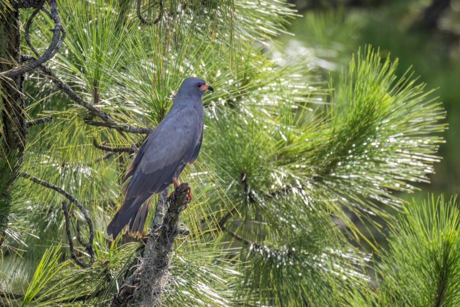 Snail Kite Male Resting In Pine Tree