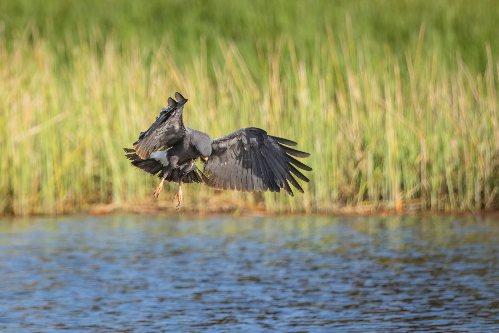 Snail Kite Male With Target In Sight