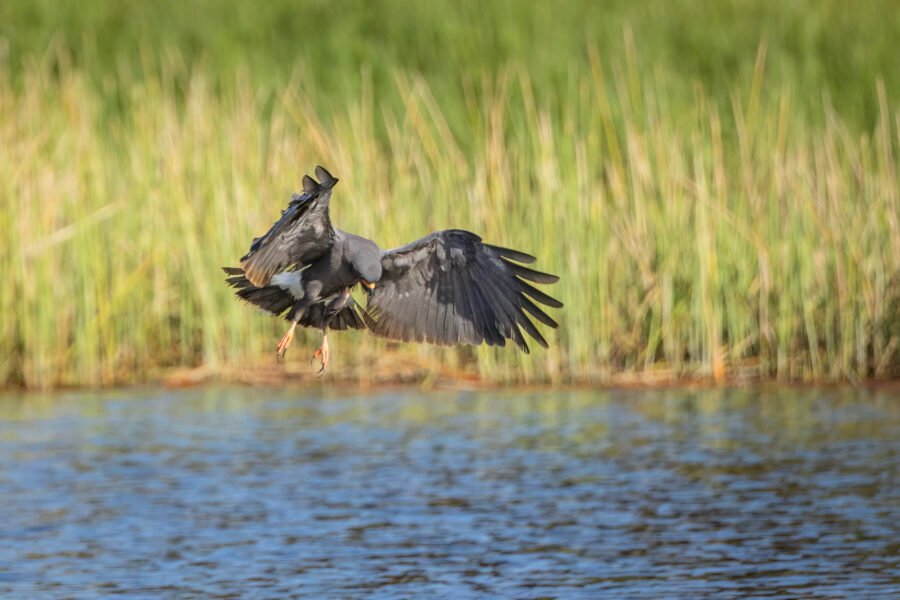 Snail Kite Male With Target In Sight