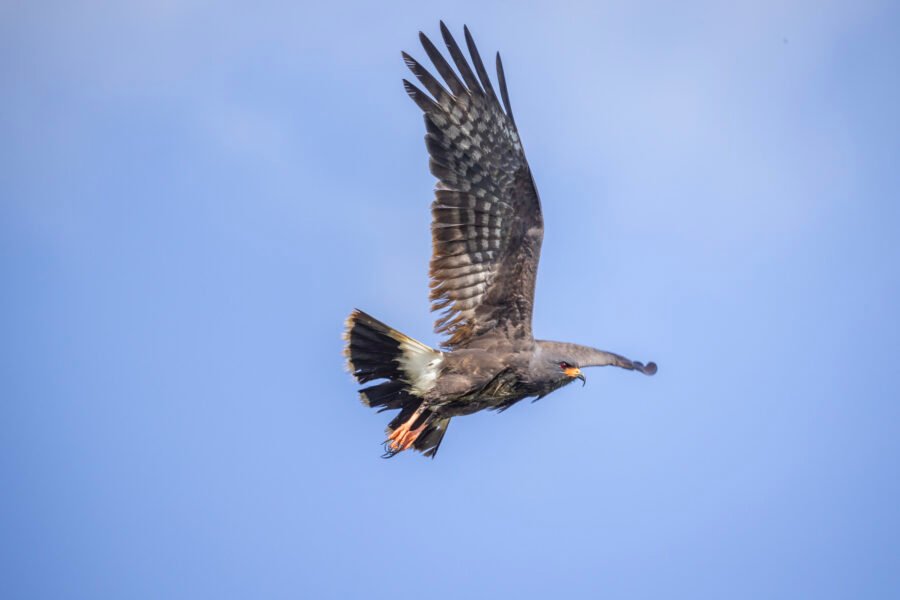 Snail Kite Male Flying Off In Search Of More Snails