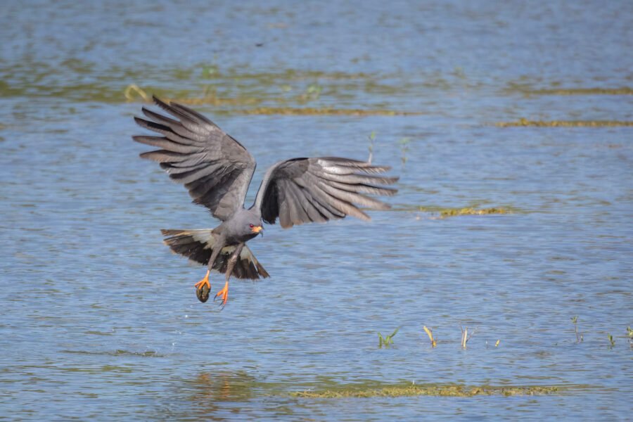 Snail Kite Male Lifting Off With Snail
