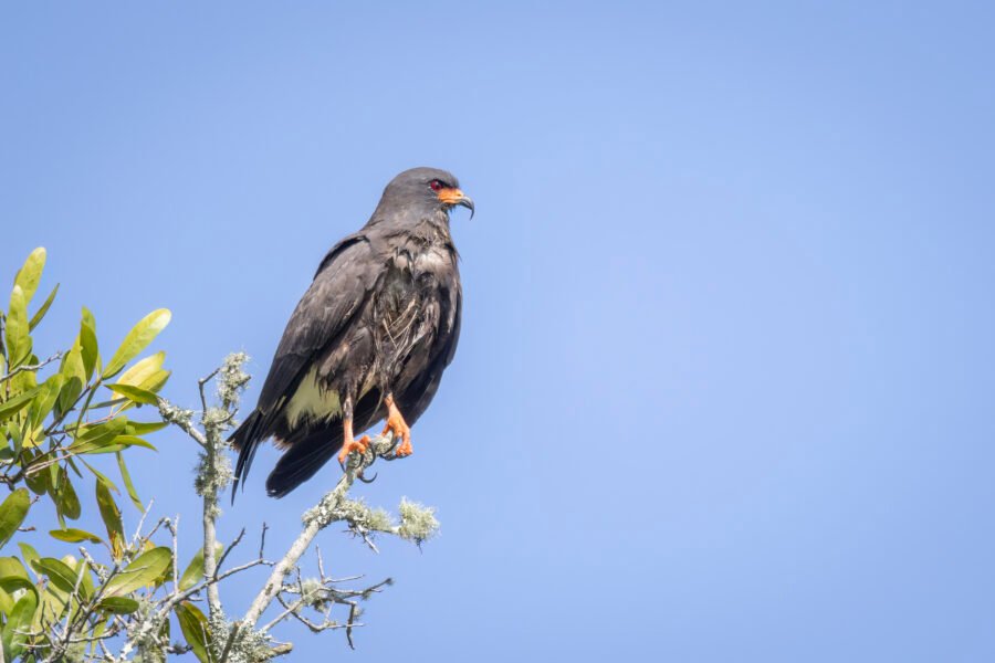 Snail Kite Male Perched On End Dead Branch