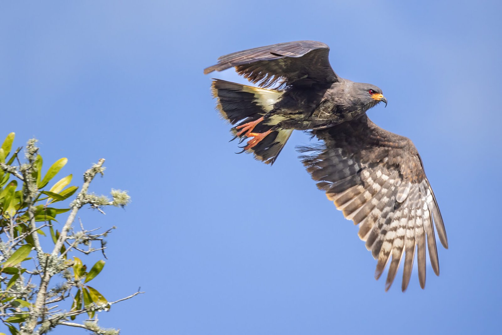 Snail Kite Male Taking Off From Perch