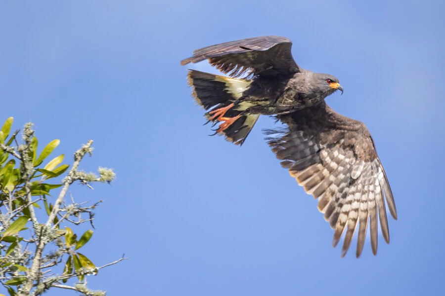 Snail Kite Male Taking Off From Perch