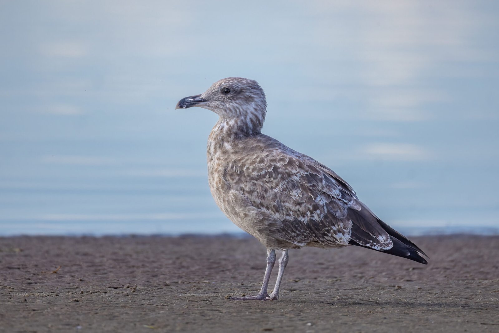 Juvenile Herring Gull Standing On Beach