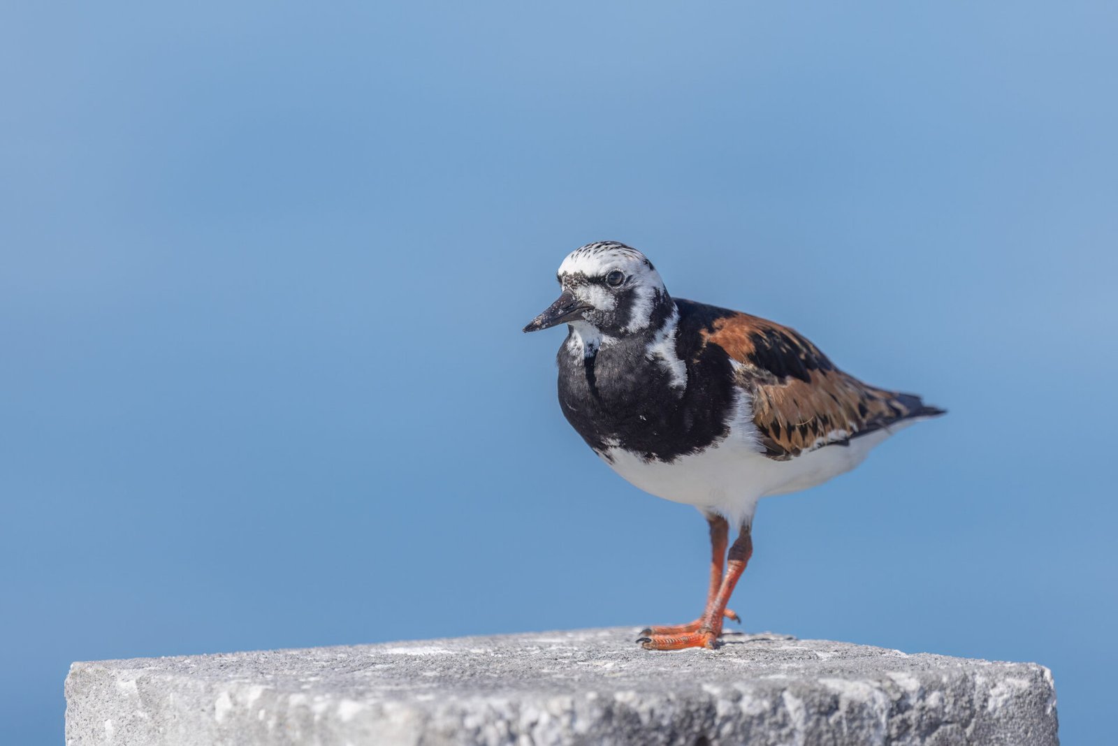 Ruddy Turnstone Perched On Piling