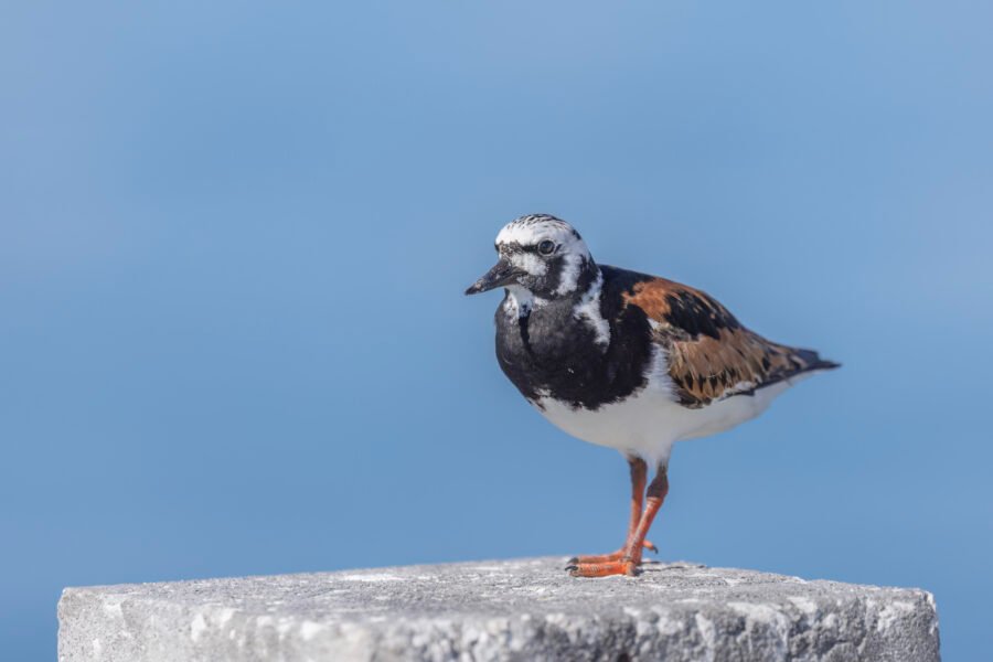 Ruddy Turnstone Perched On Piling