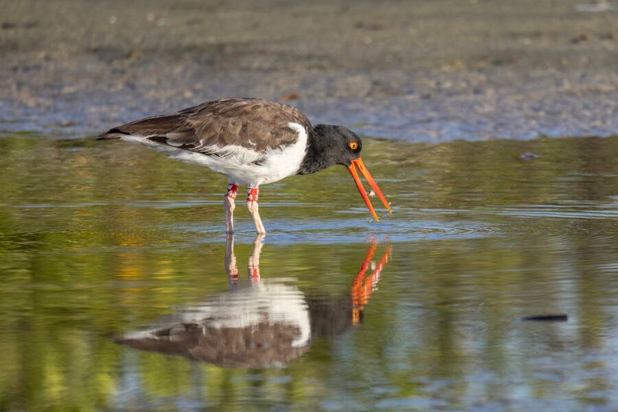 American Oystercatcher Eats A Morsel