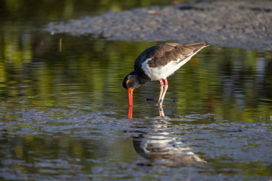 American Oystercatcher Poking Into Water For Food