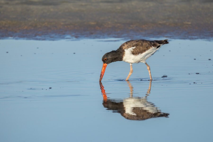 American Oystercatcher Poking Into Water With Reflection