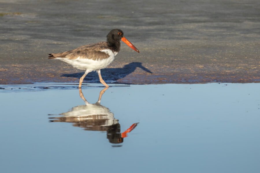 American Oystercatcher Walking Along Shore With Reflection