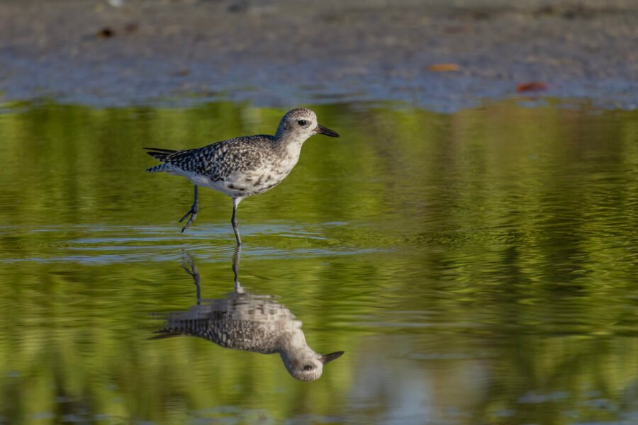 Black Bellied Plover Searching For Food