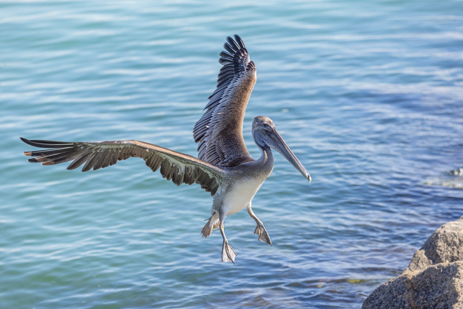 Brown Pelican Landing On Seawall