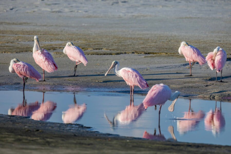 Flock Of Roseate Spoonbills Awakening On Beach With Reflection