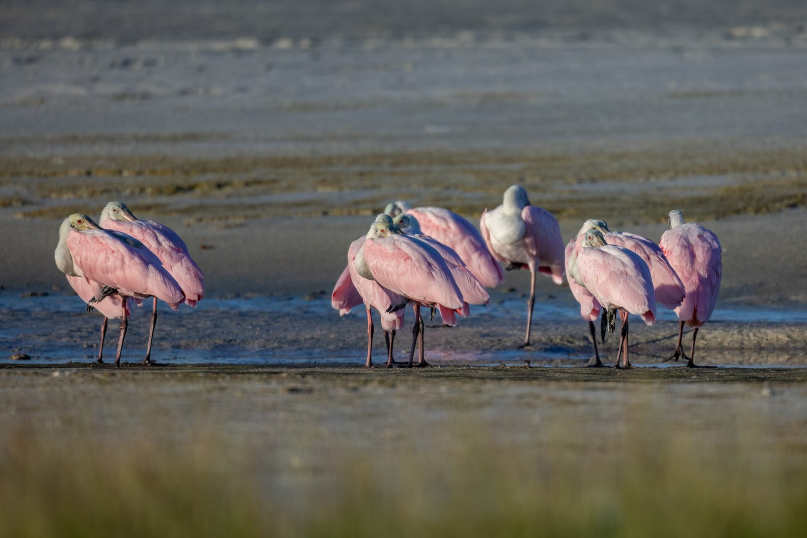 Flock Of Roseate Spoonbills Sleeping On Beach