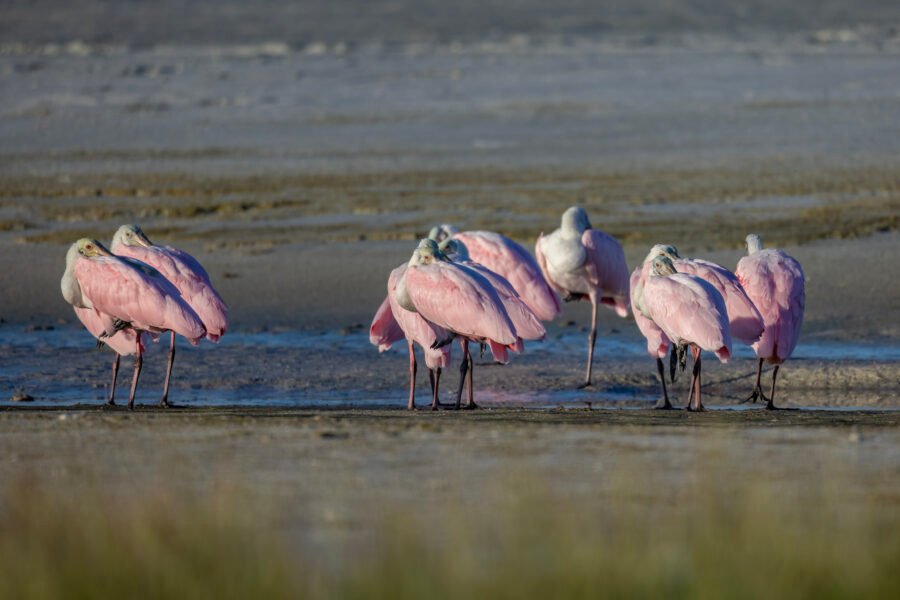 Flock Of Roseate Spoonbills Sleeping On Beach