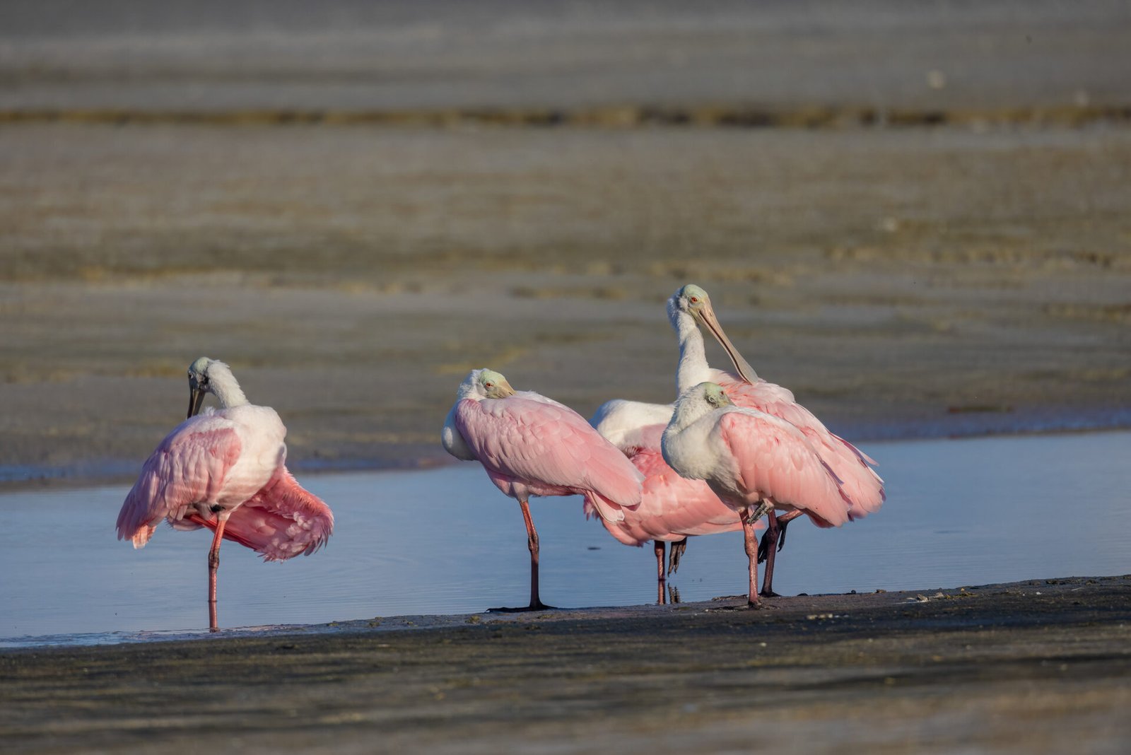 Group Of Roseate Spoonbills Preening On Beach
