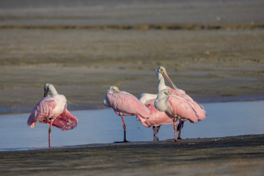 Group Of Roseate Spoonbills Preening On Beach