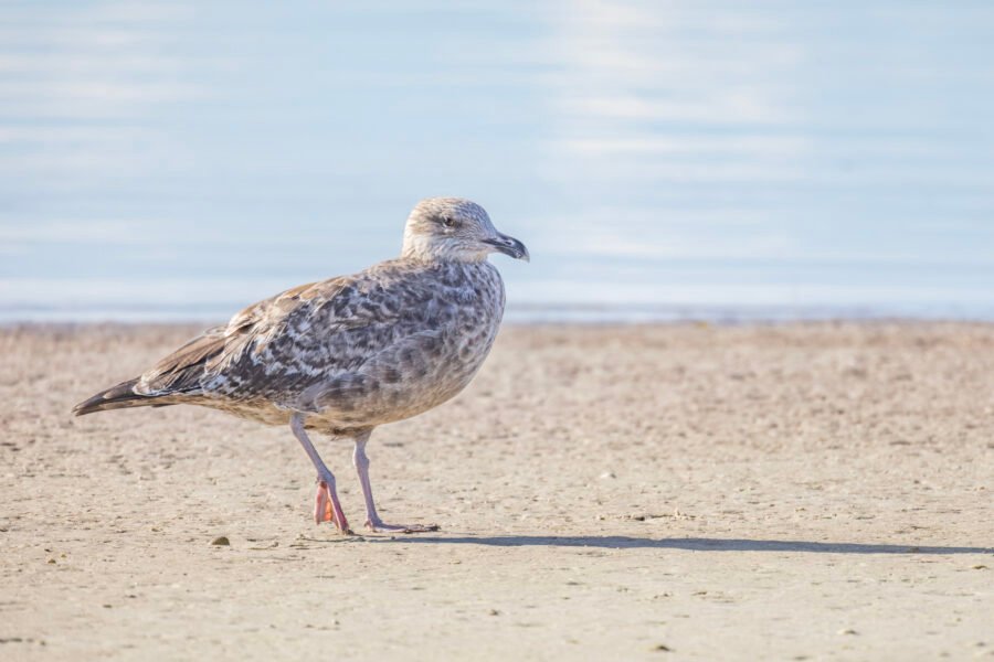 Juvenile Herring Gull Walking Along Beach