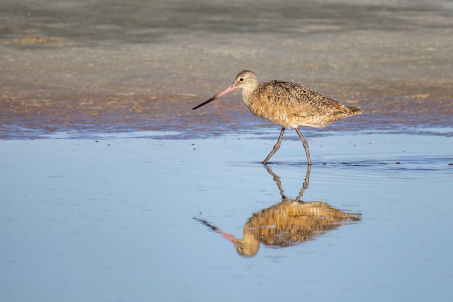 Marbled Godwit Walking Along Shore With Reflection