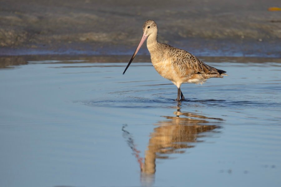Marbled Godwit Walking Through Water With Reflection