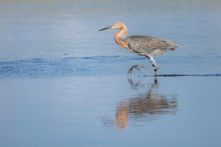 Reddish Egret Chasing School Of Fish