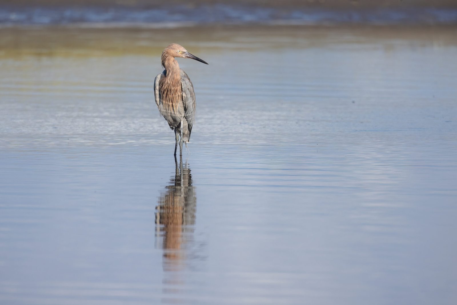 Reddish Egret Looking Across Water For School Of Fish