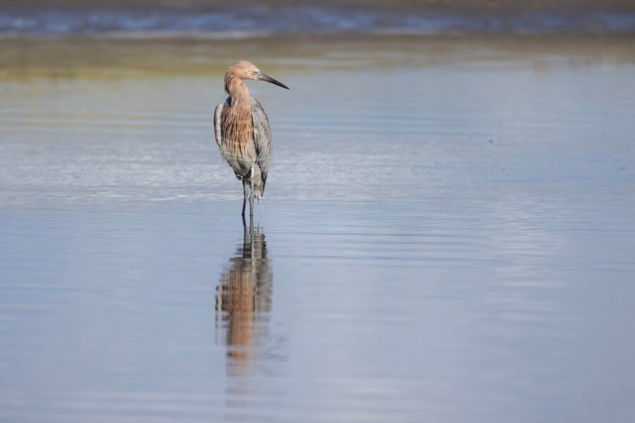 Reddish Egret Looking Across Water For School Of Fish