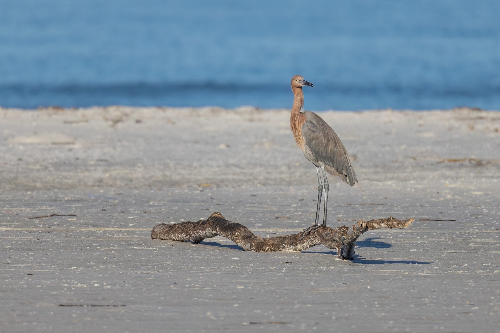 Reddish Egret Looking Back While Standing On Driftwood On Beach