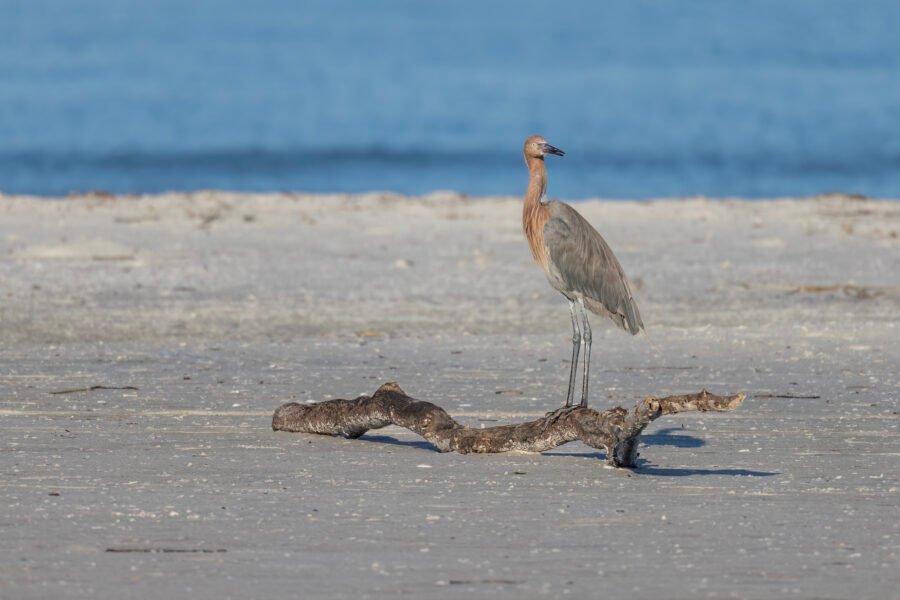 Reddish Egret Looking Back While Standing On Driftwood On Beach