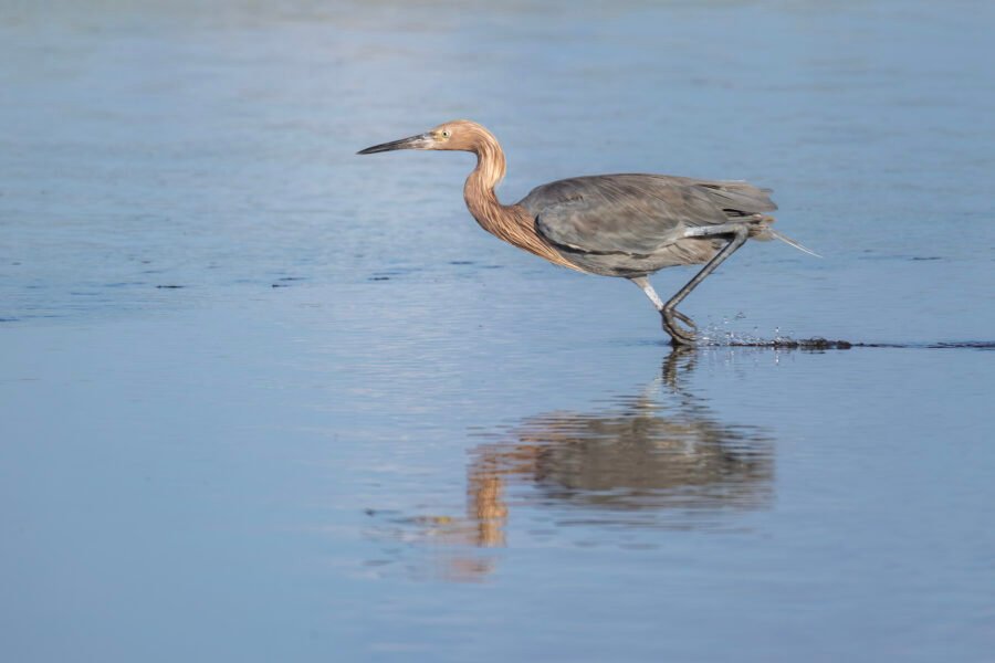 Reddish Egret Running Toward Fish In Tidal Pool