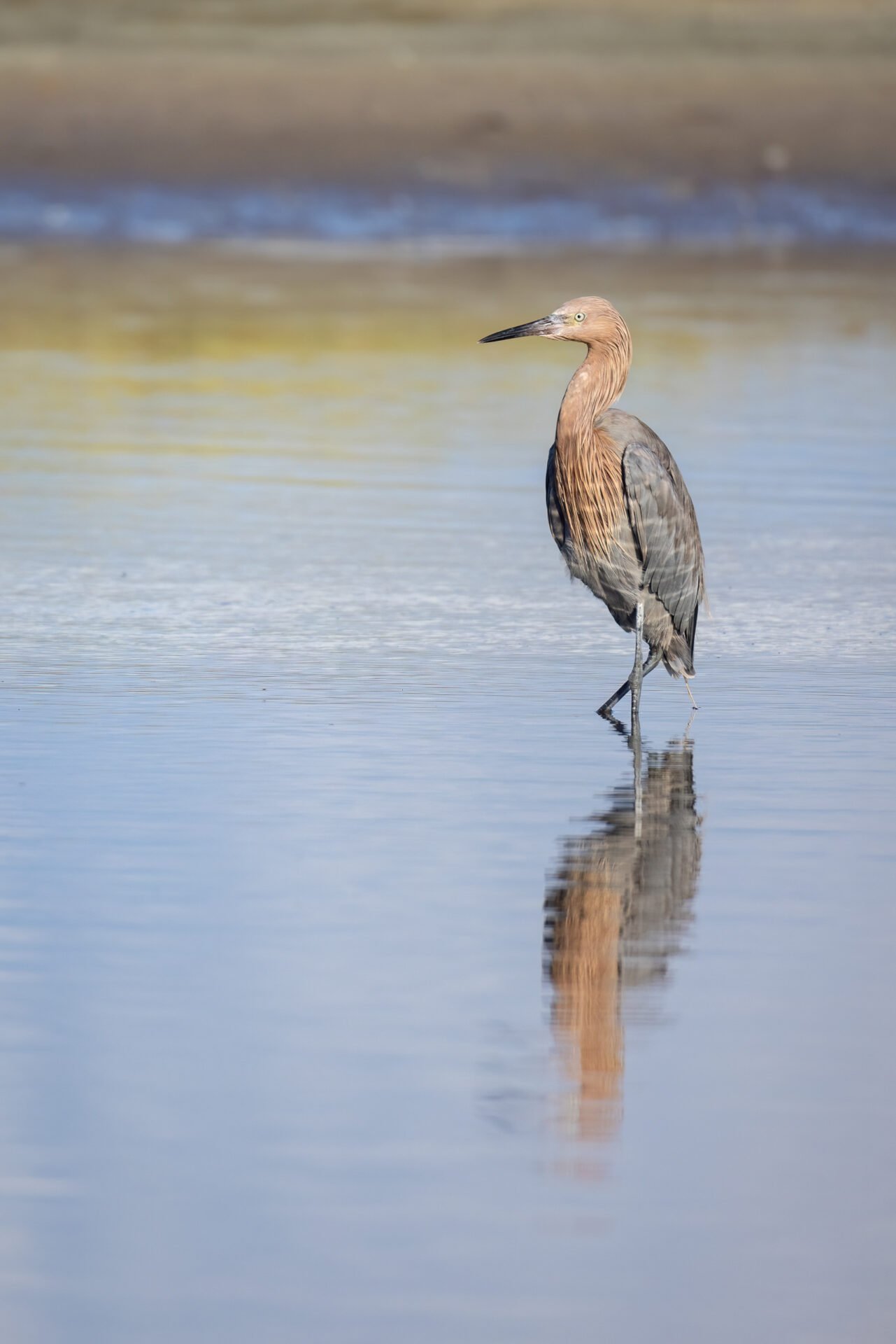 Reddish Egret Standing In Calm Water