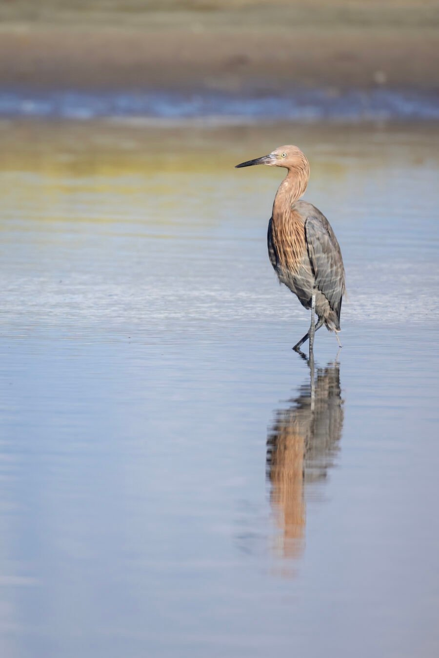 Reddish Egret Standing In Calm Water